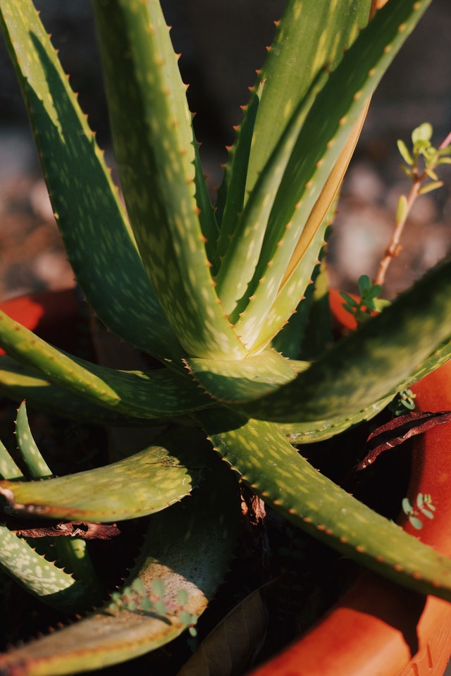 aloe vera