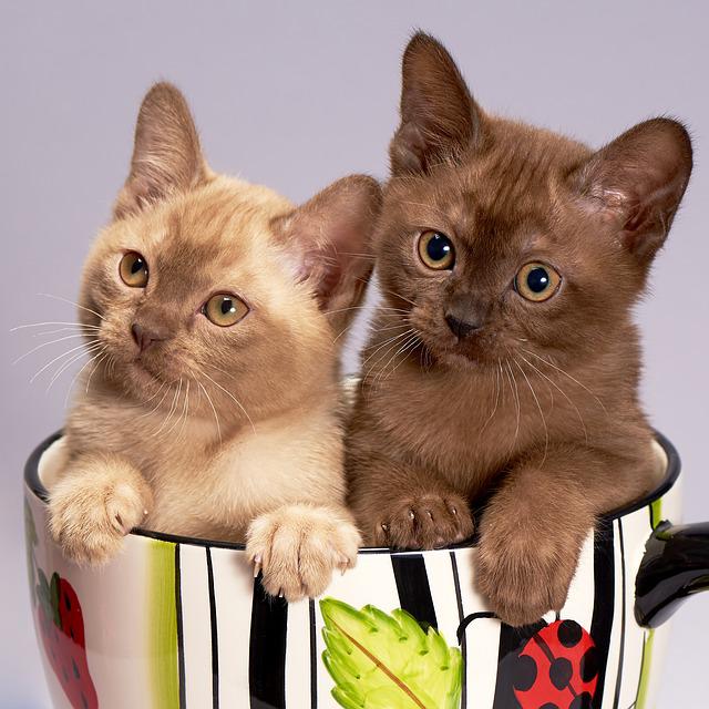 deux chatons dans un bol
