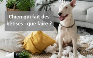 chien qui fait des bêtises que faire