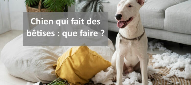 chien qui fait des bêtises que faire