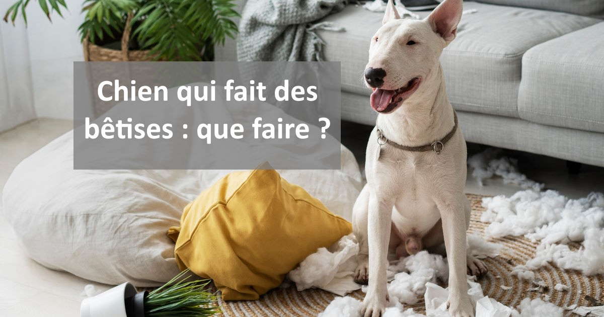 Chien qui fait des bêtises que faire ? Information du Jour
